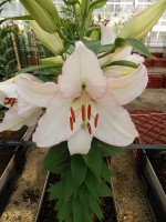 [5679 VZ W10 1119-01 No02.JPG]